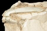 Unprepped Oreodont (Leptauchenia) Skull - South Dakota #192517-4